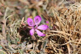 Image of Erodium carvifolium Boiss. & Reuter