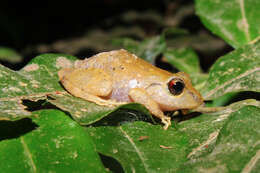 Image of Rio San Juan Robber Frog