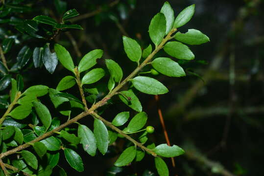 Image of Ilex yunnanensis var. parvifolia (Hayata) S. Y. Hu