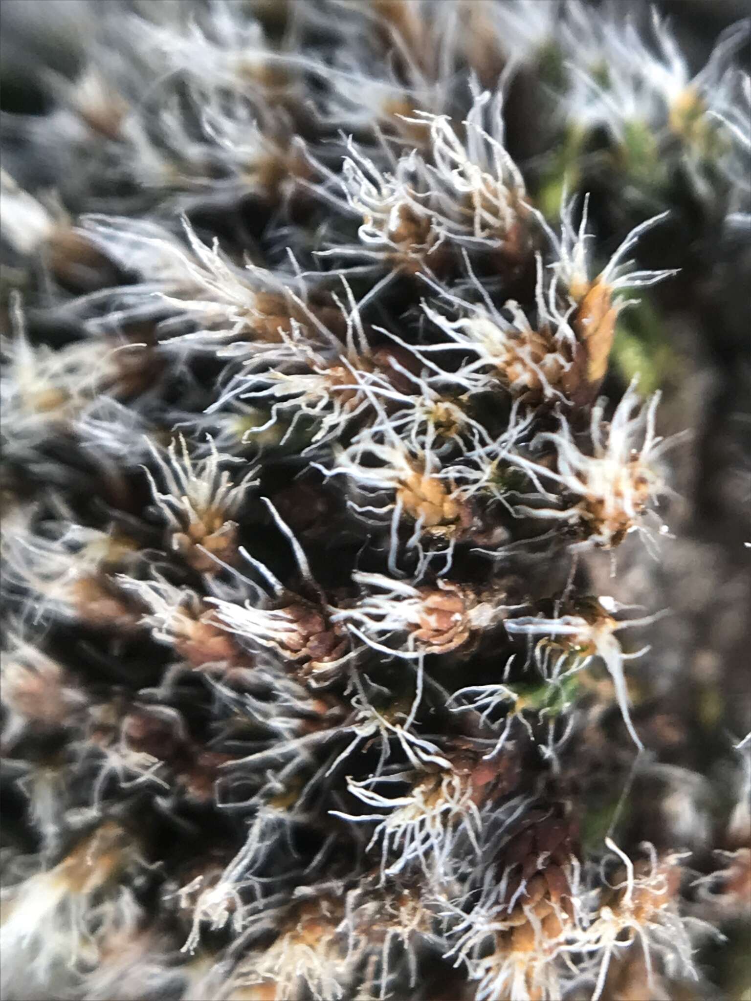 Image of grimmia dry rock moss