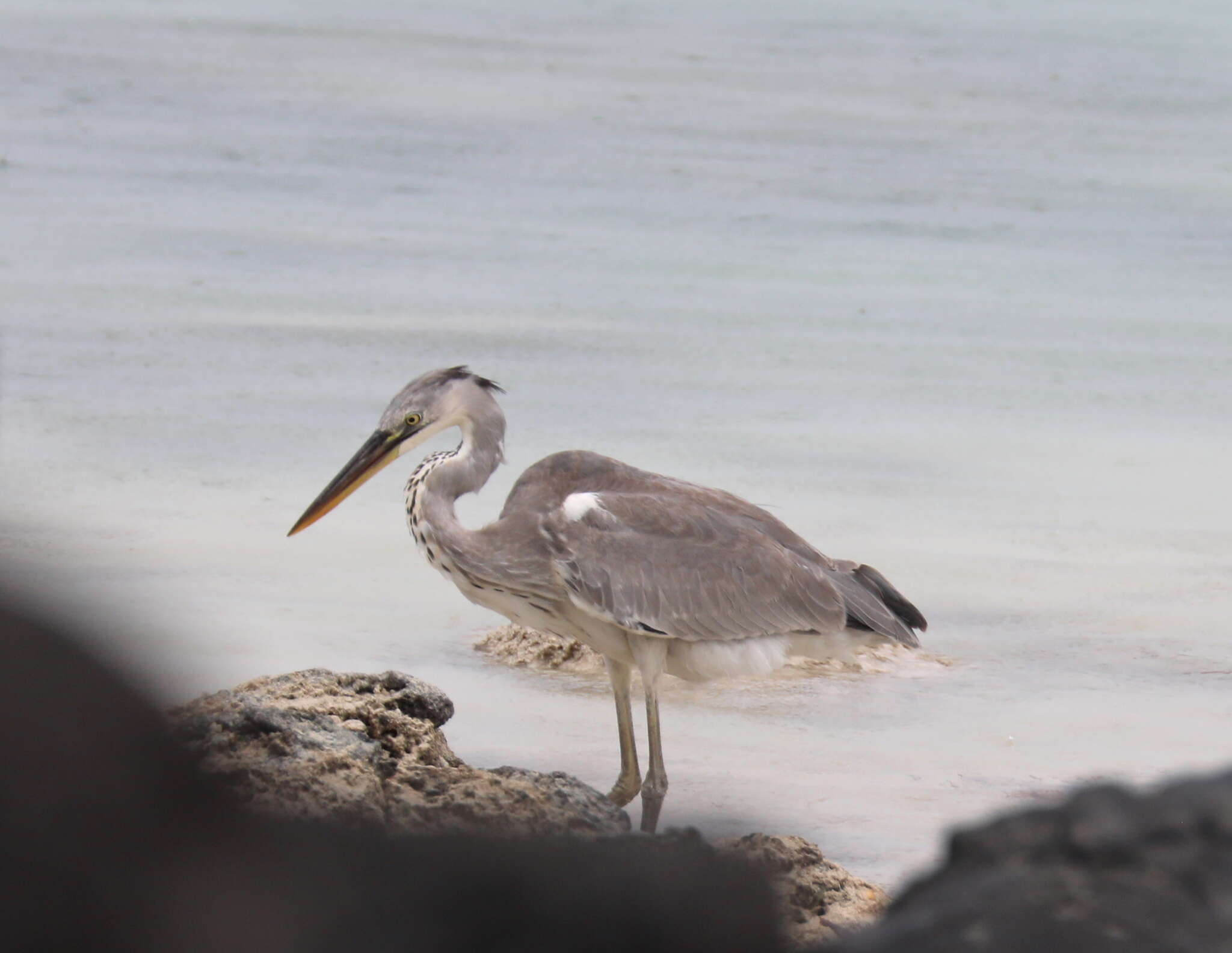 صورة Ardea cinerea firasa Hartert 1917