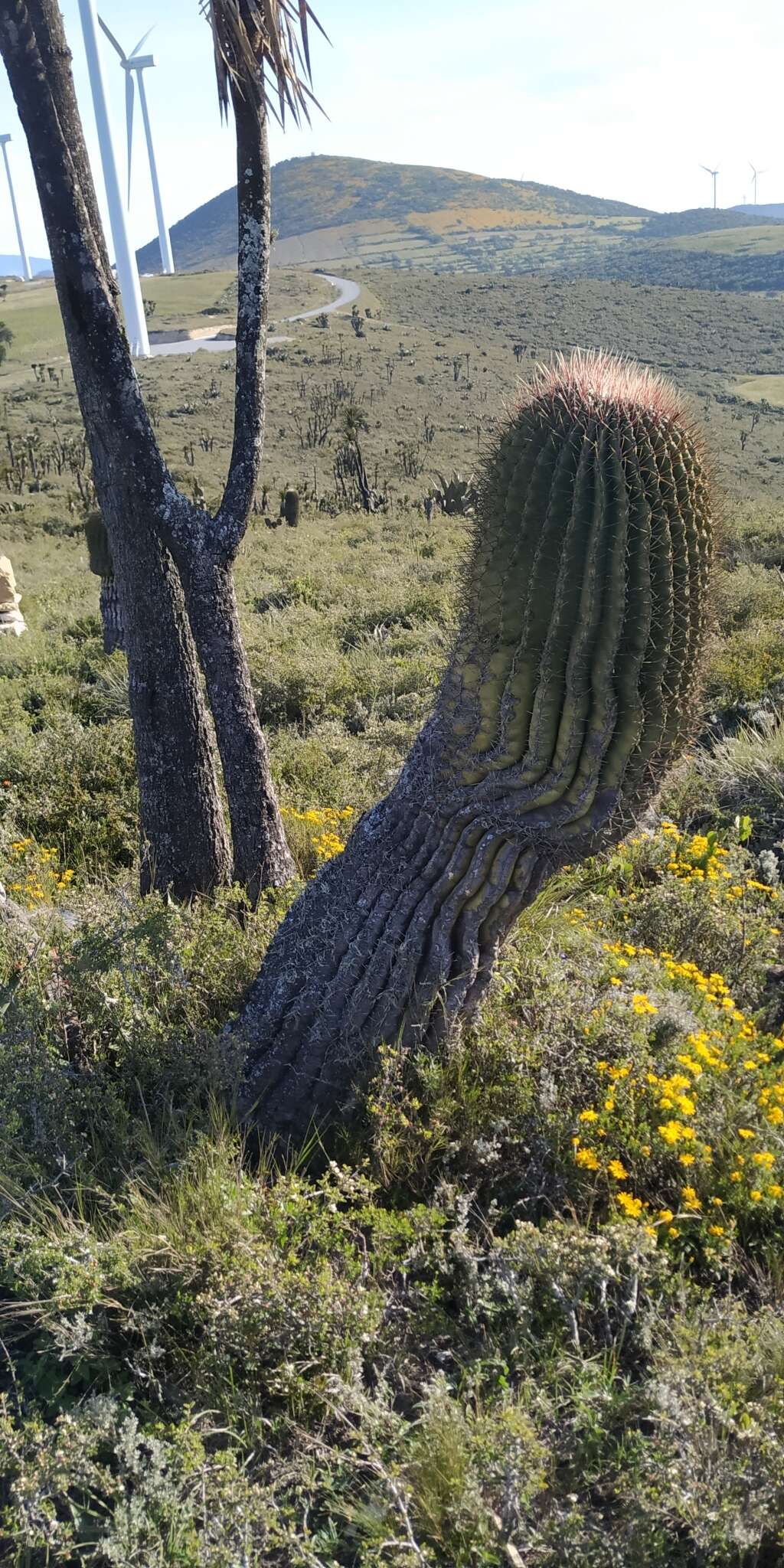 Image of Ferocactus haematacanthus (Muehlenpf.) Britton & Rose