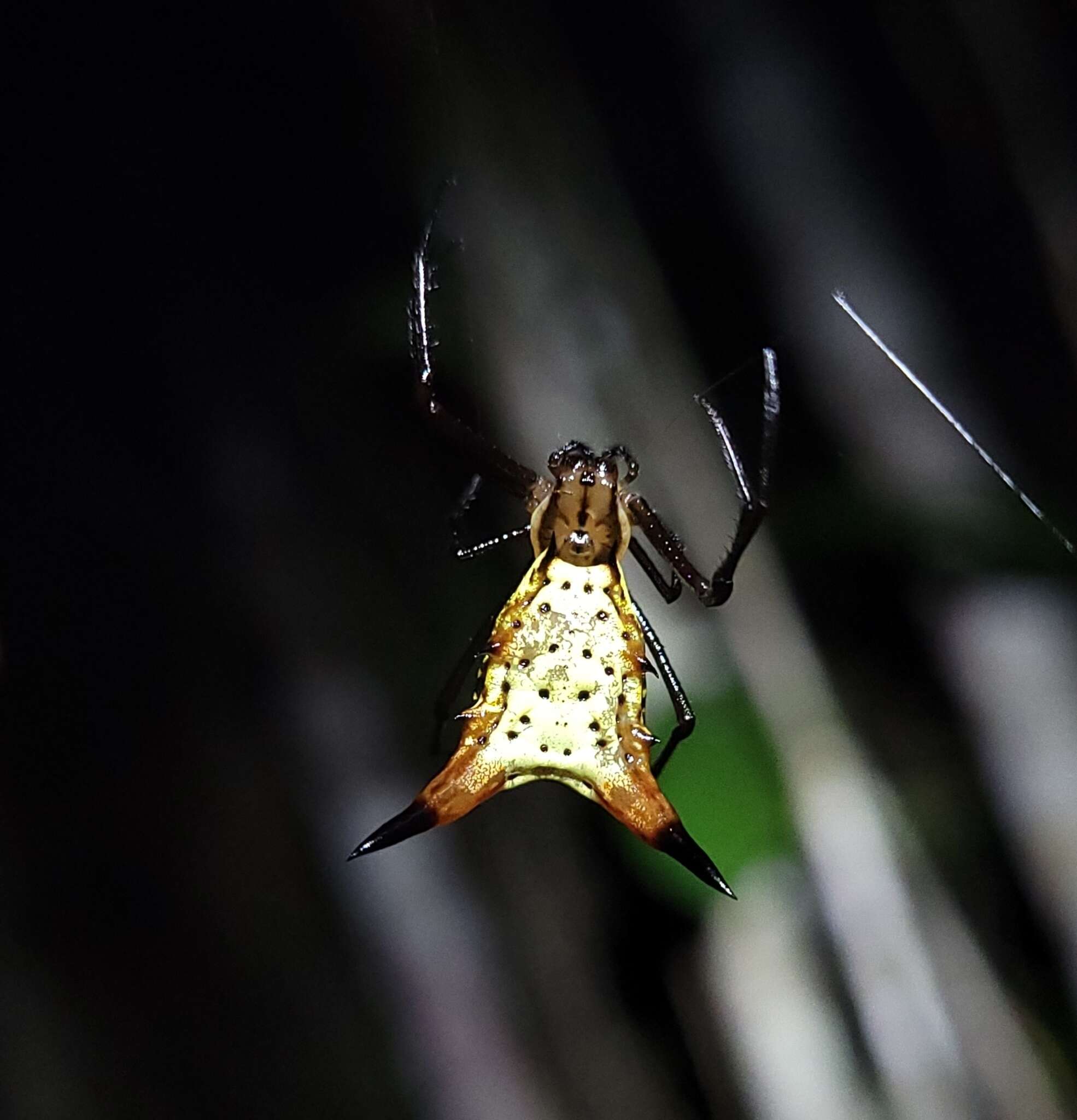 Image of Micrathena macfarlanei Chickering 1961