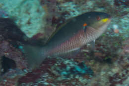 Image of Red-shoulder wrasse