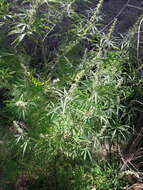 Imagem de Cannabis sativa subsp. indica (Lam.) E. Small & A. Cronquist