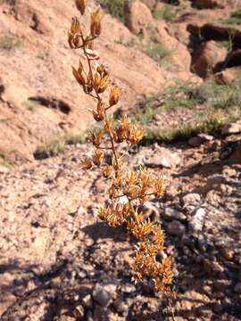 Image of Agave felgeri Gentry