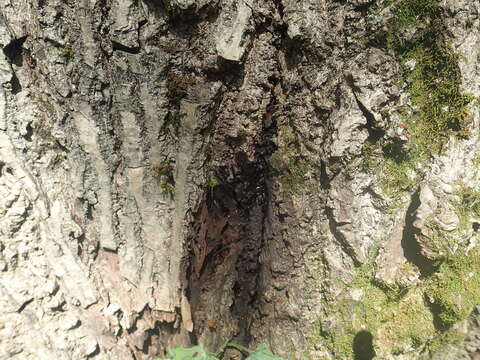 Image of Butternut canker fungus