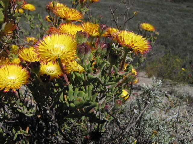 Imagem de Drosanthemum bicolor L. Bol.