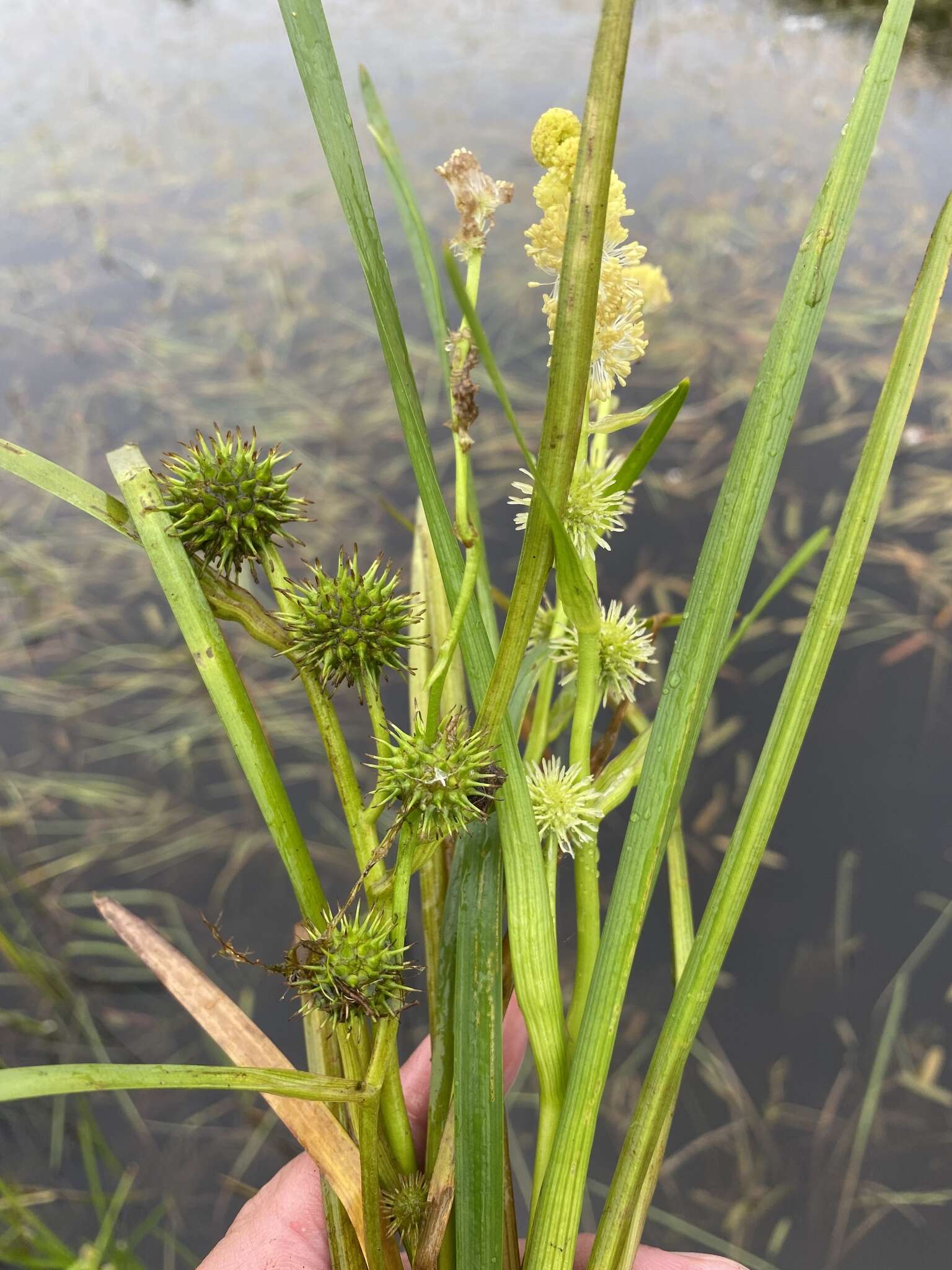 Image of Sparganium rothertii Tzvelev