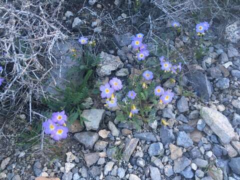 Image of Fremont's phacelia