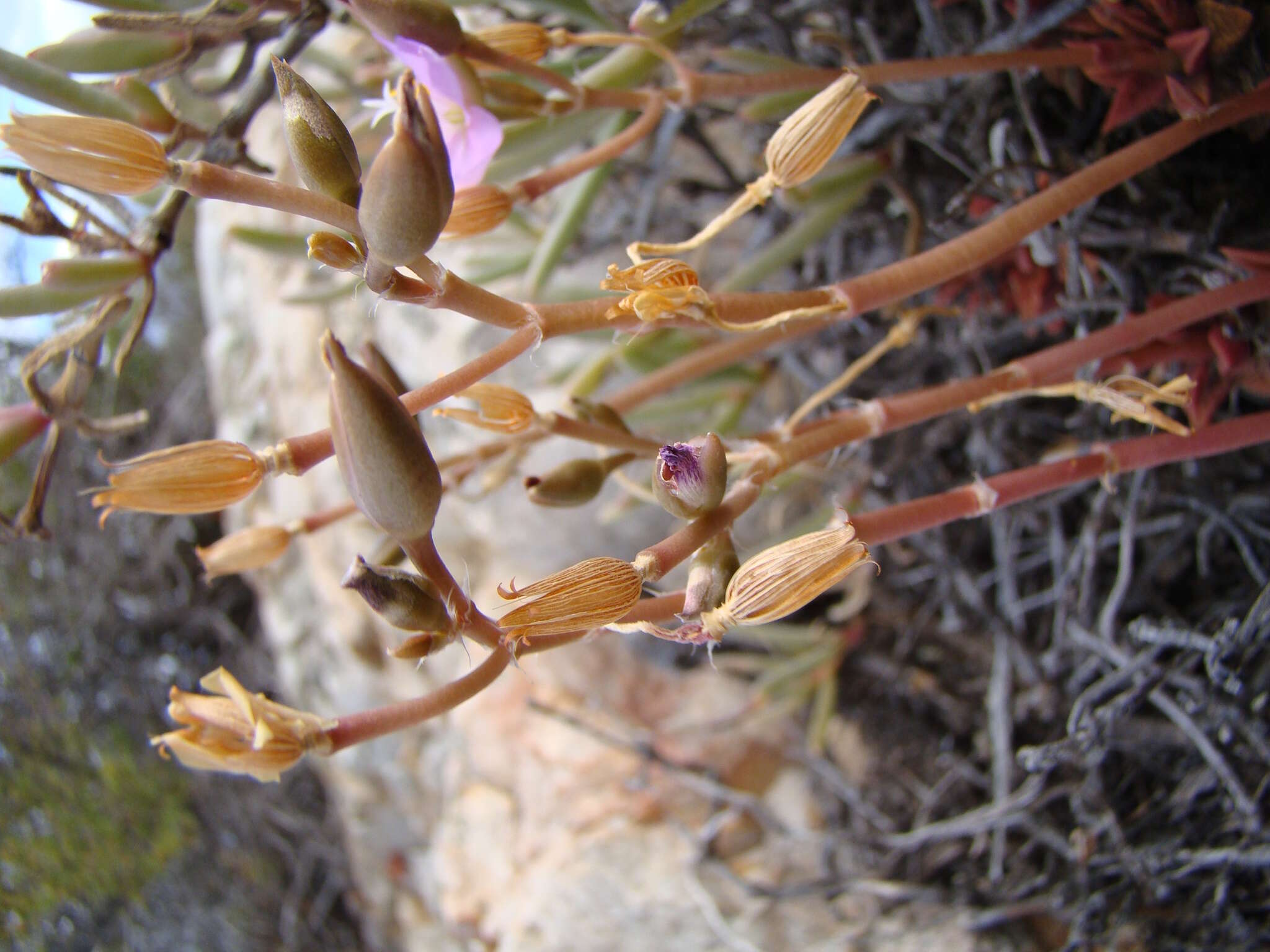 Image of Anacampseros telephiastrum DC.