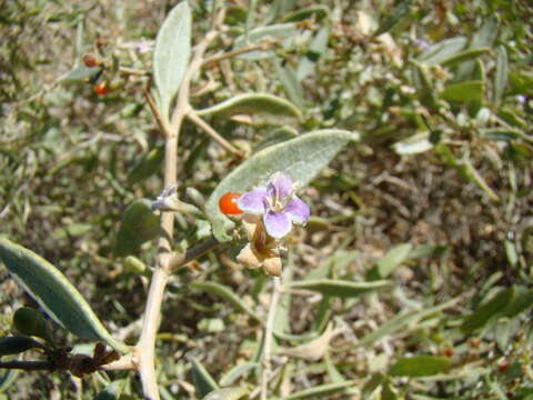 Image of Lycium dasystemum Pojarkova