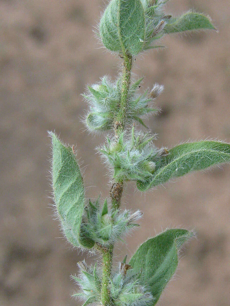 Image of Seddera suffruticosa var. hirsutissima Hall. fil.