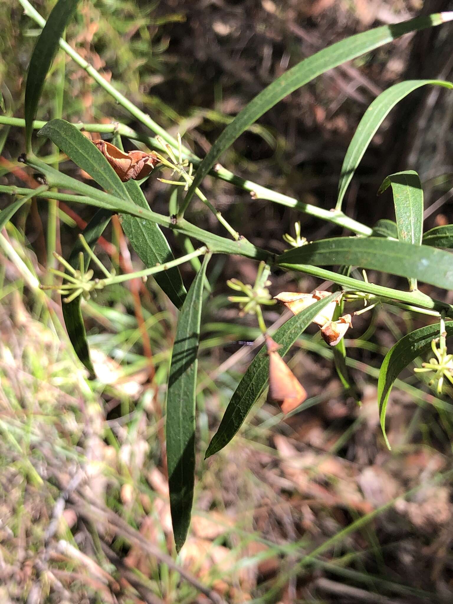 Imagem de Daviesia corymbosa Sm.