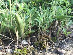 صورة Plantago pusilla Nuttall