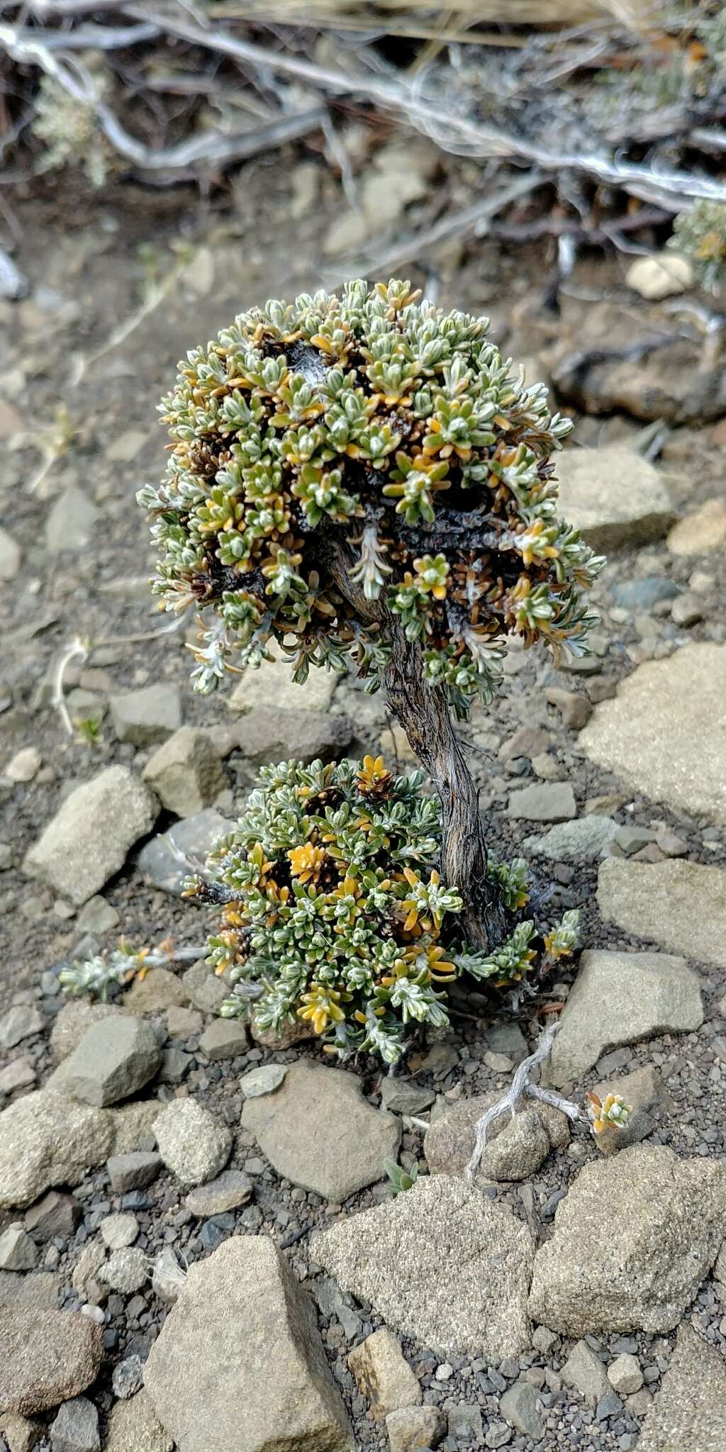 Image of Nardophyllum bryoides (Lam.) Cabrera