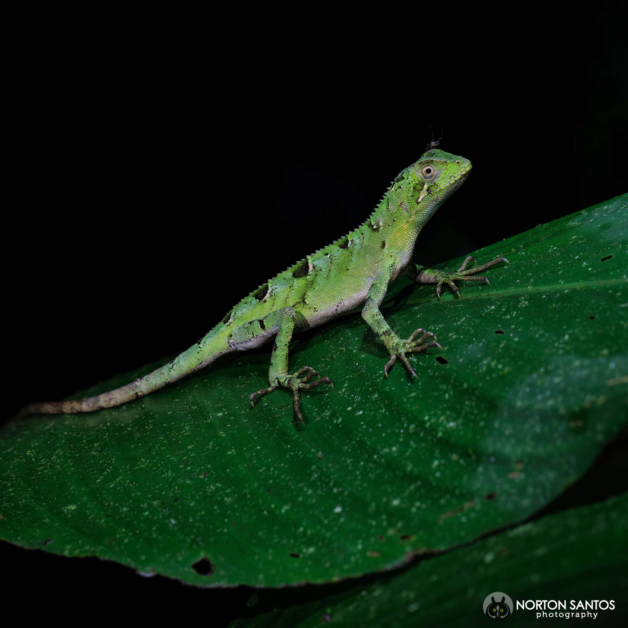Image of Ihering's fathead anole
