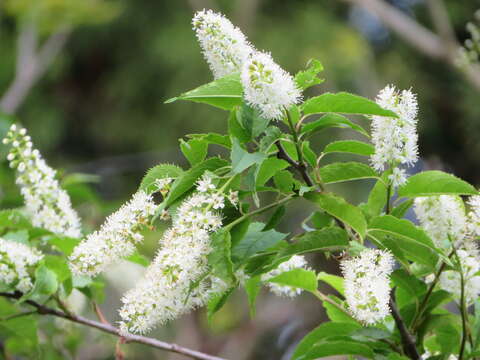 Image of Prunus grayana Maxim.