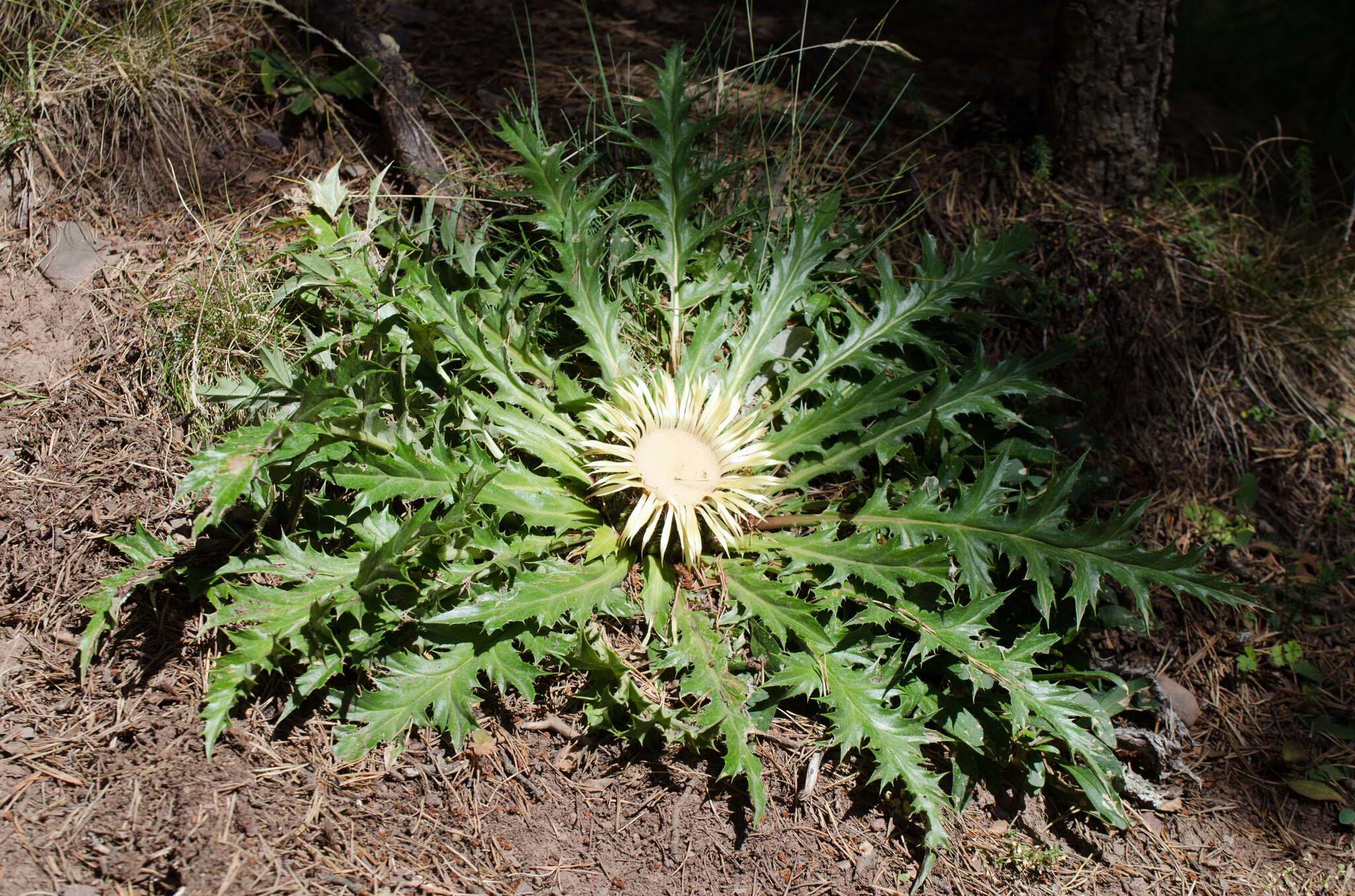 Image of Carlina acanthifolia subsp. cynara (Pourr. ex Duby) Rouy