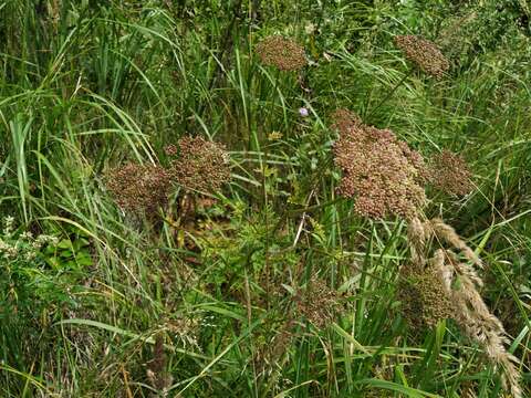 Imagem de Selinum carvifolia (L.) L.