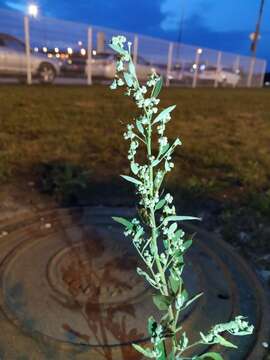 Plancia ëd Chenopodium strictum Roth