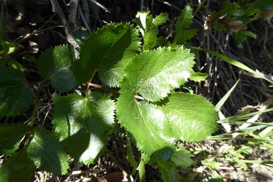 Tauschia arguta (Torr. & Gray) J. F. Macbr. resmi