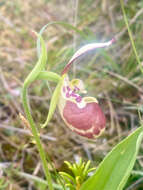 Image of hybrid ladyslipper