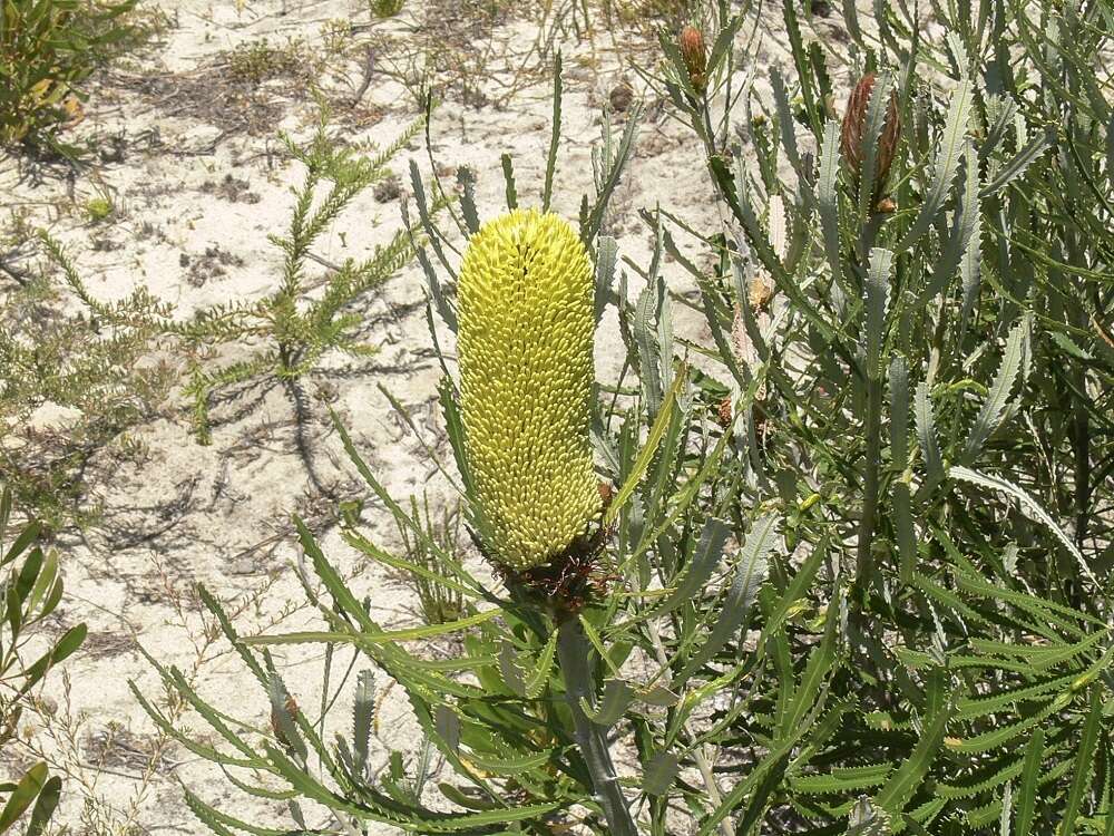 Plancia ëd Banksia attenuata R. Br.