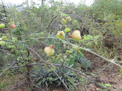 Image of balloon vine