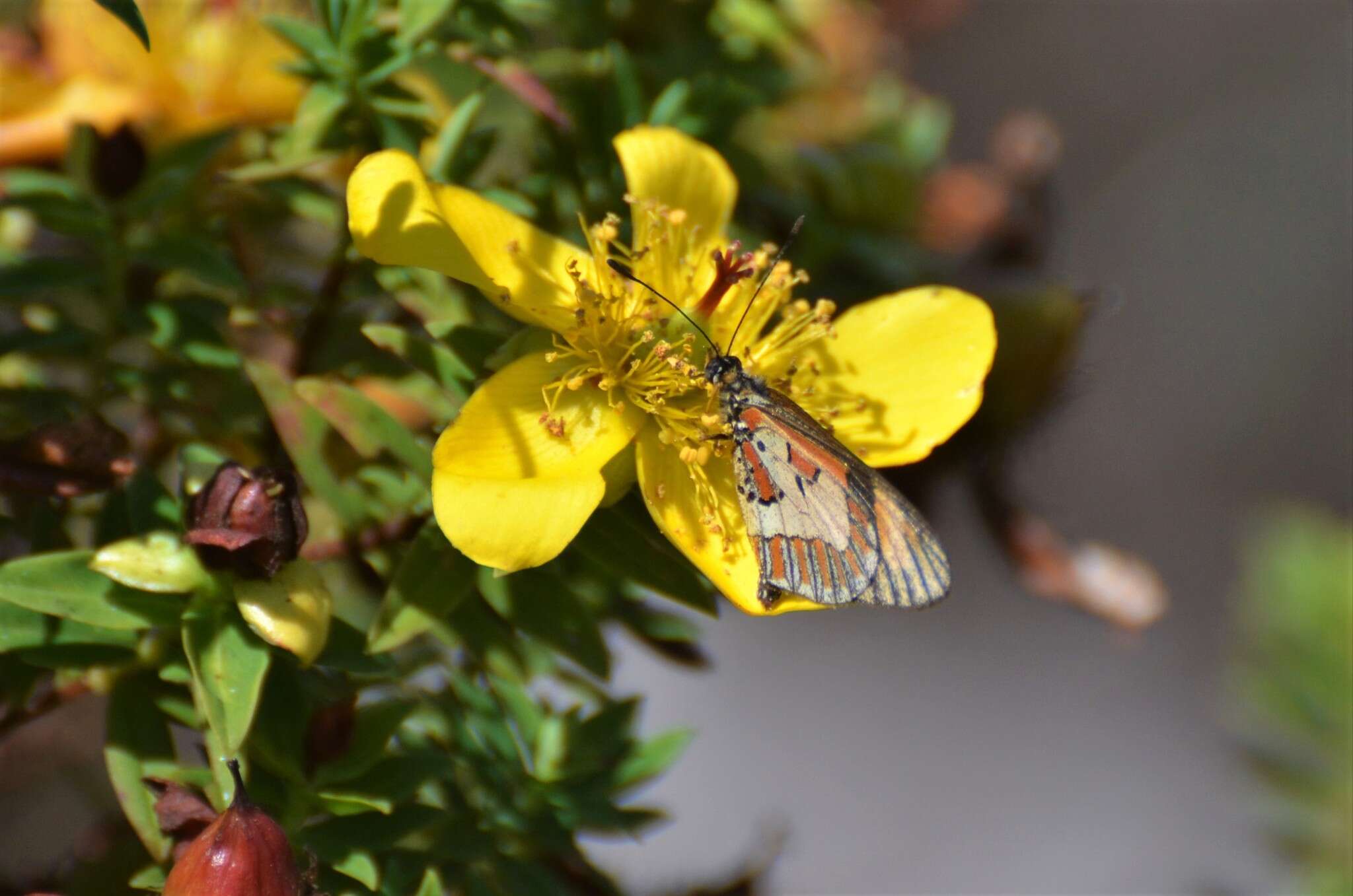 Image of Hypericum revolutum subsp. revolutum