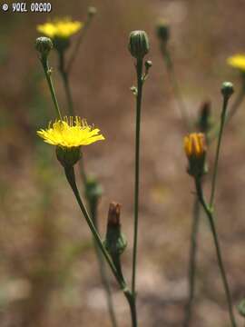 Image of Tolpis virgata (Desf.) Bertol.