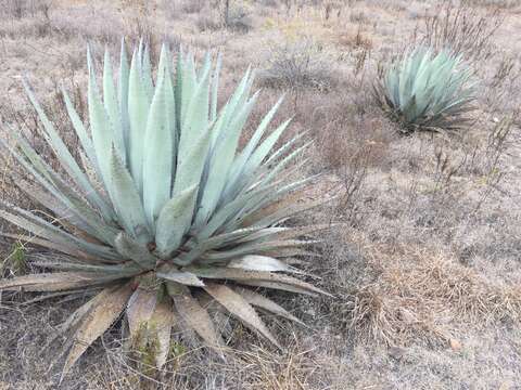 Agave applanata K. Koch resmi