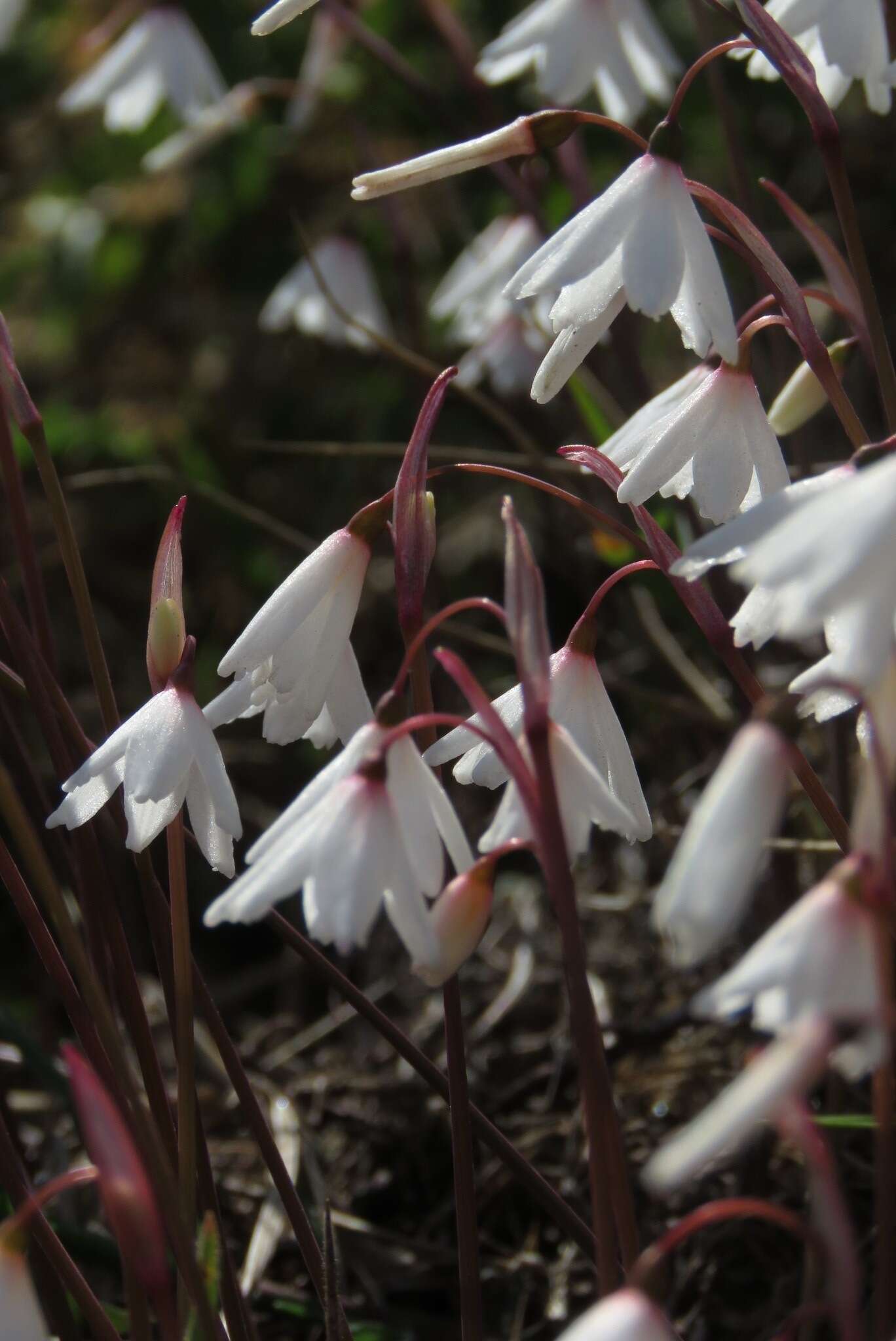 Слика од Acis autumnalis (L.) Sweet