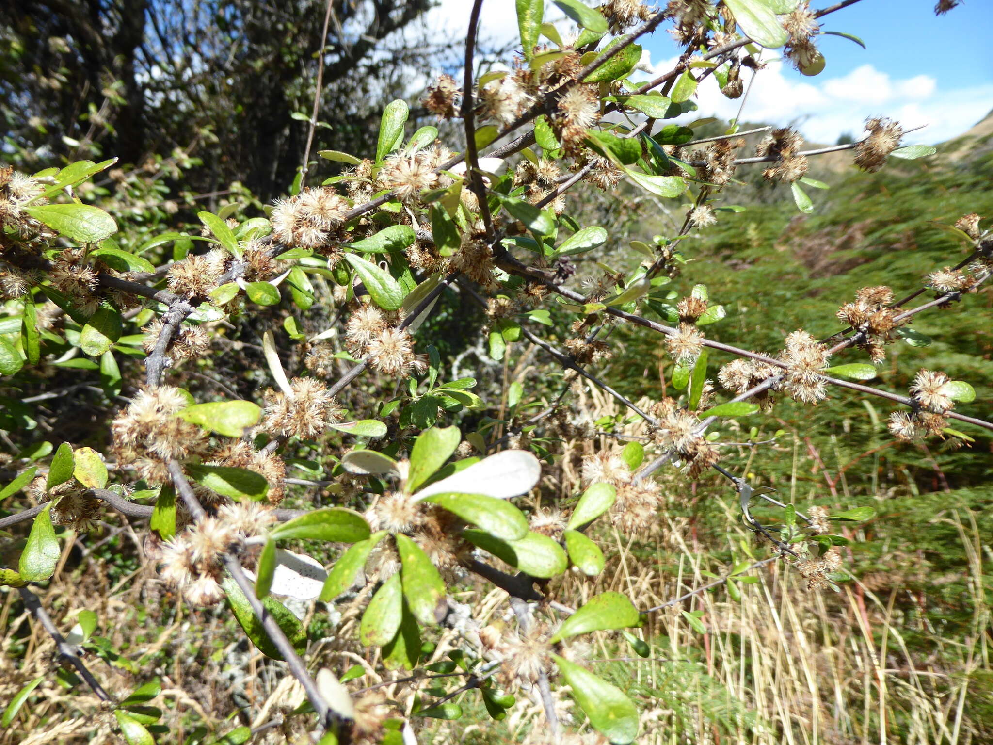 Image of Olearia odorata Petrie