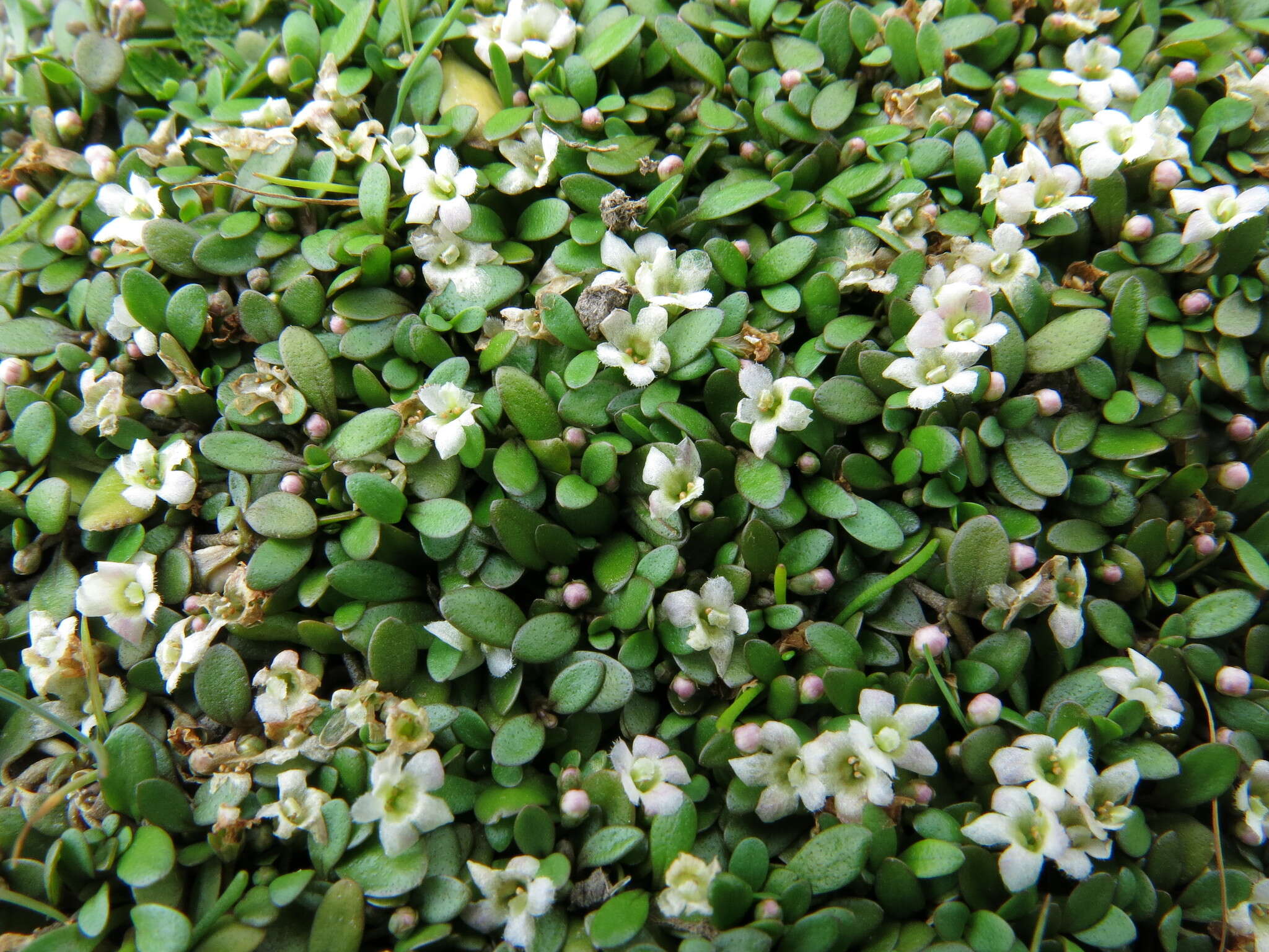 Imagem de Glossostigma elatinoides (Benth.) Benth. ex Hook. fil.