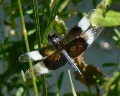 Image of Widow Skimmer