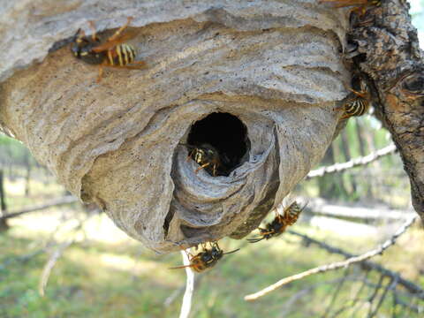 Image of Norwegian Wasp