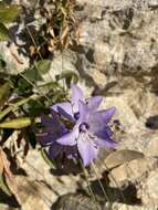 Image of Campanula versicolor subsp. tenorei