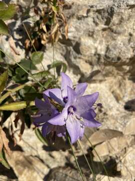 Campanula versicolor subsp. tenorei resmi