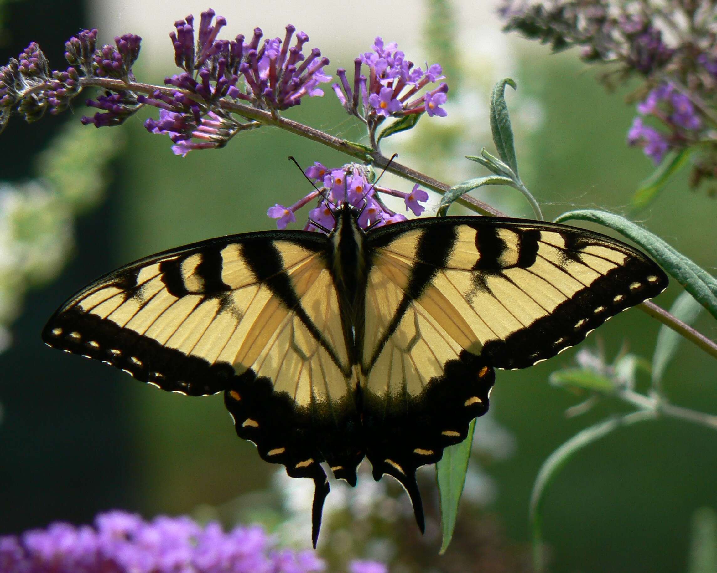 Image of Eastern Tiger Swallowtail