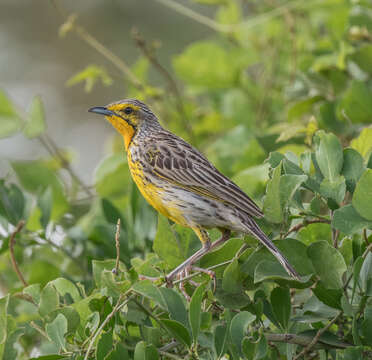 Image of Pangani Longclaw