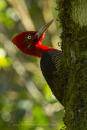 Image of Robust Woodpecker