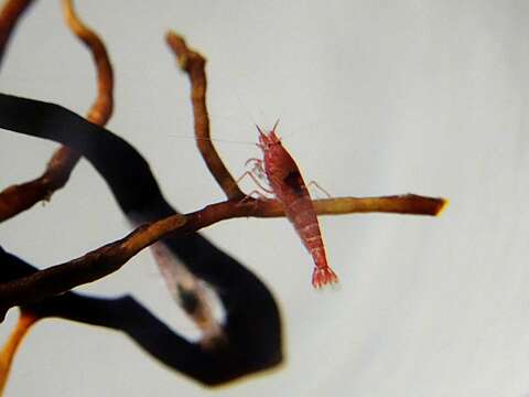 Image of Halocaridina Holthuis 1963