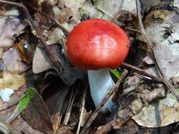 Image of Russula emetica (Schaeff.) Pers. 1796