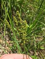 Image of Brown fox sedge