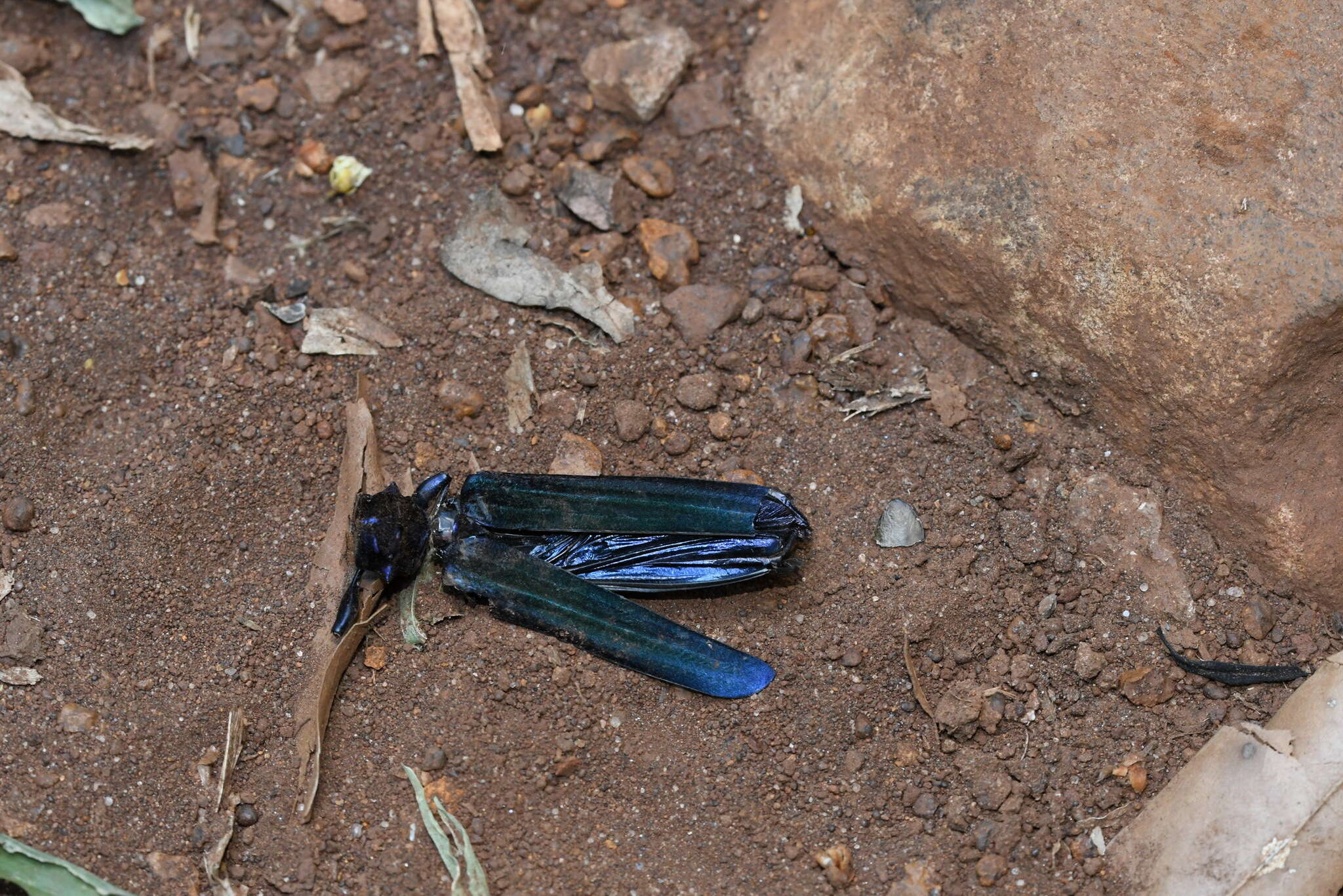 Image of Cnemidochroma