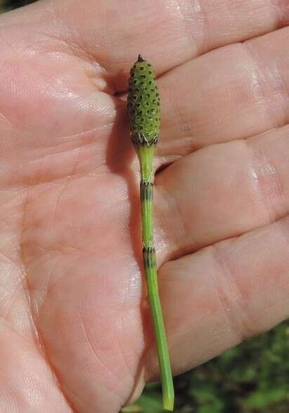 Image of Equisetum ramosissimum subsp. ramosissimum