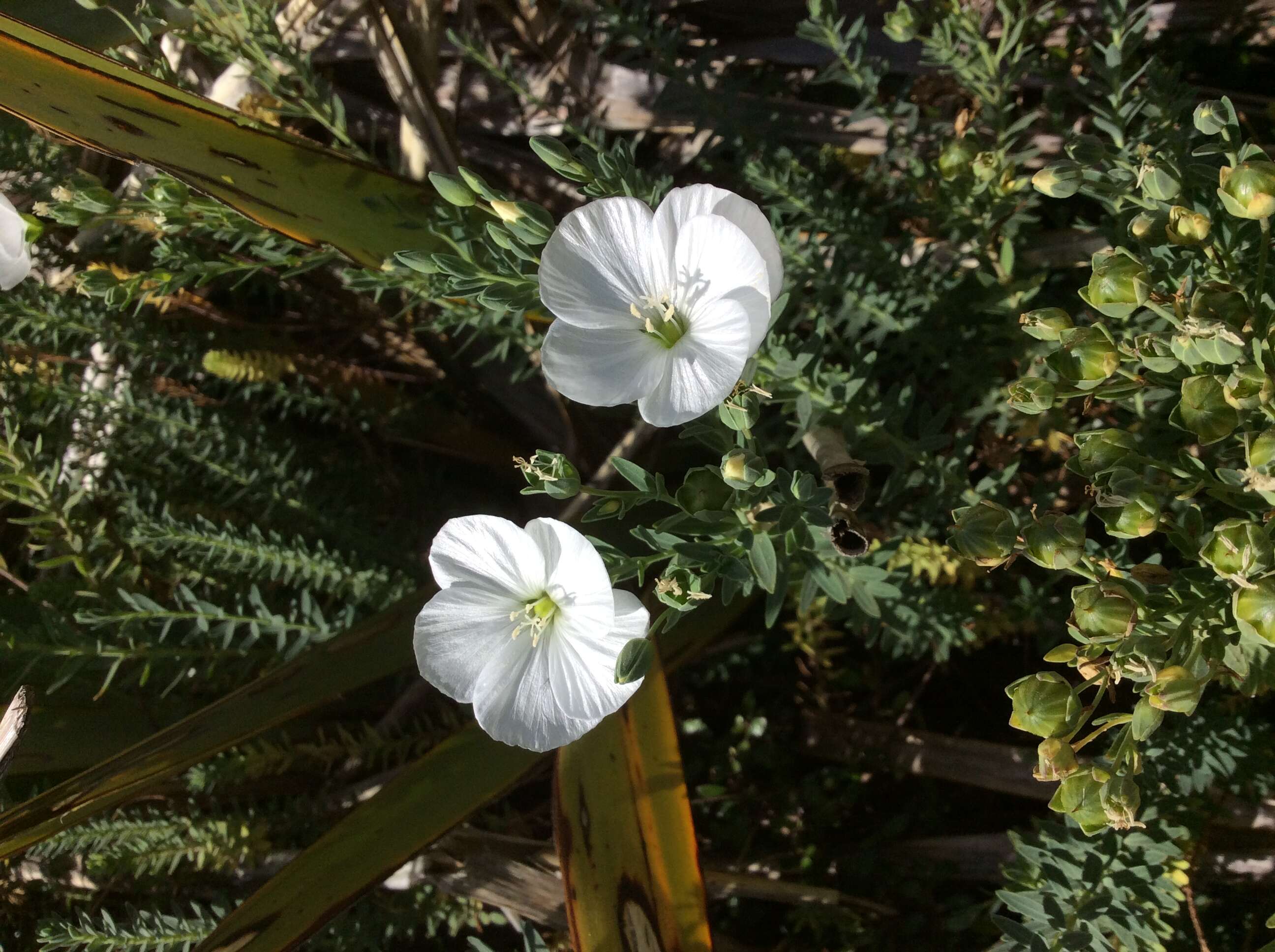 Imagem de Linum monogynum Forst. fil.