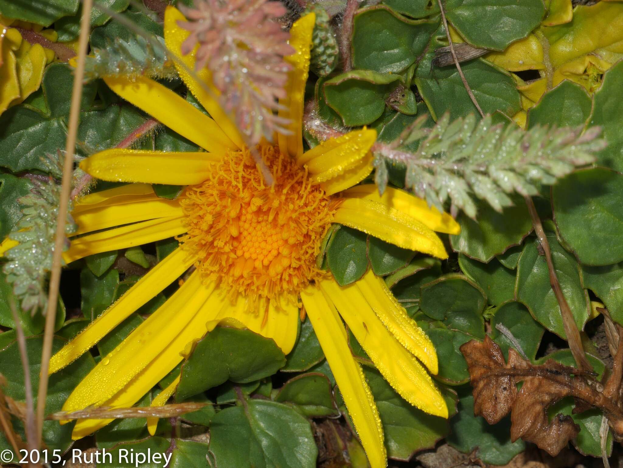 Image of Senecio condimentarius Cabrera