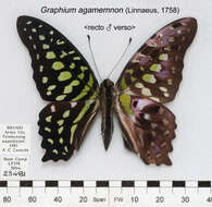 Imagem de Graphium agamemnon (Linnaeus 1758)